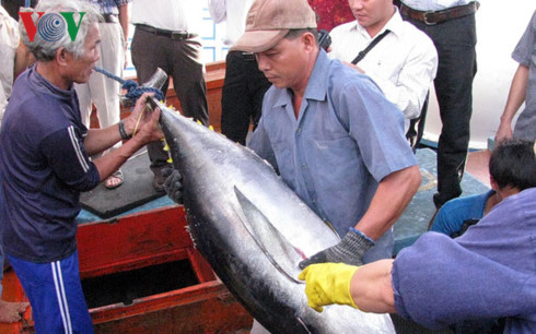 thương hiệu cá ngừ, cá ngừ xuất khẩu, câu cá ngừ, cá ngừ Bình Định