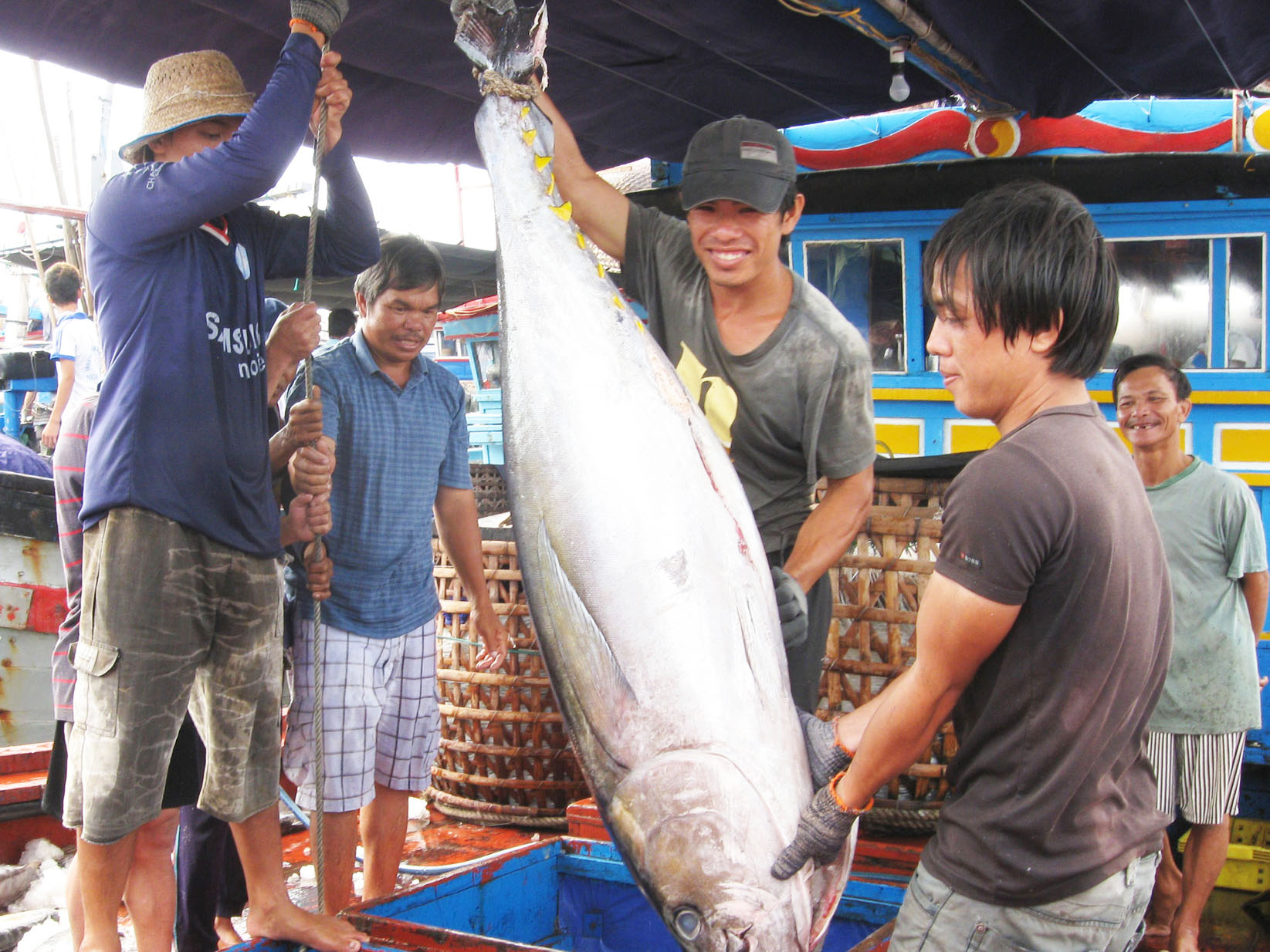 Nghề Câu Cá Ngừ Phú Yên: Cần Áp Dụng Phương Thức Câu Mới