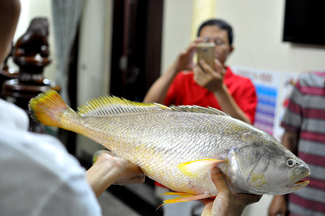 Câu được cá nghi là sủ vàng quý hiếm