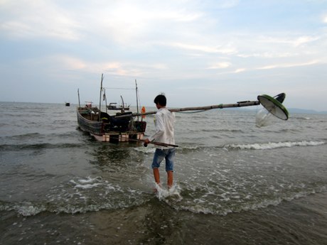 câu mực Trà Cổ