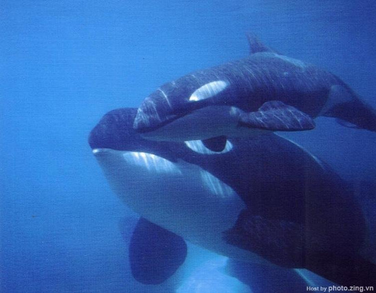 con người dùng cá voi 14.500 năm