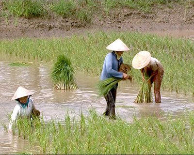 cấy lúa trên ao tôm