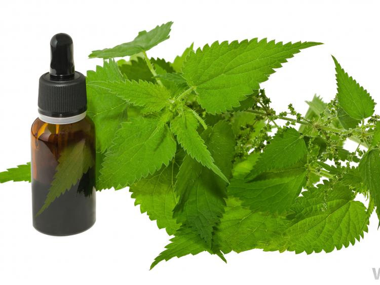 Cây tầm ma (Urtica dioica) trong nuôi trồng thủy sản