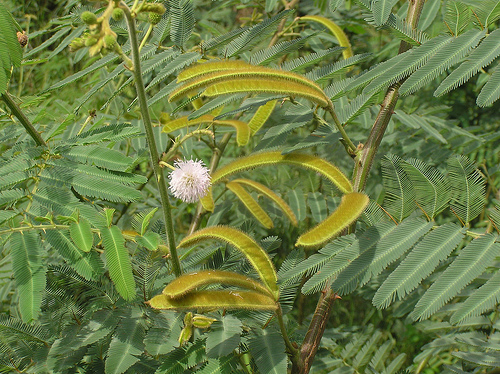 Cây mai dương