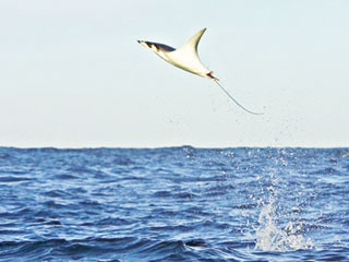 Cá đuối khổng lồ có khả năng phóng khỏi mặt nước như cá heo - Ảnh: Wildlife Conservation Society