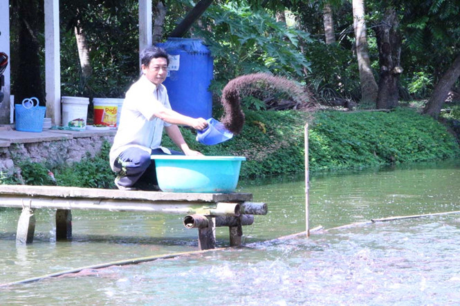 chăm sóc ao cá sắp thu hoạch