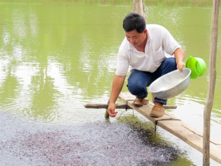 chăm sóc cá lăng