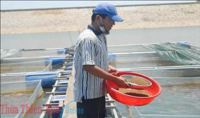 Chăm sóc cá nuôi