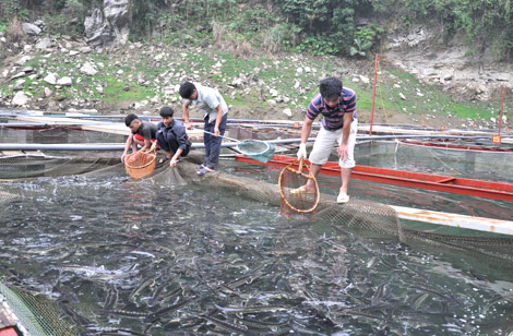 chăm sóc cá tầm