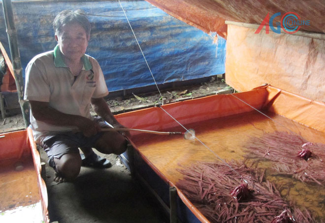 chăm sóc lươn giống