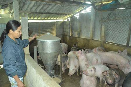 Nhờ mô hình chăn nuôi cá - lợn kết hợp, nhiều gia đình ở xã Hải Phú đã giàu lên.