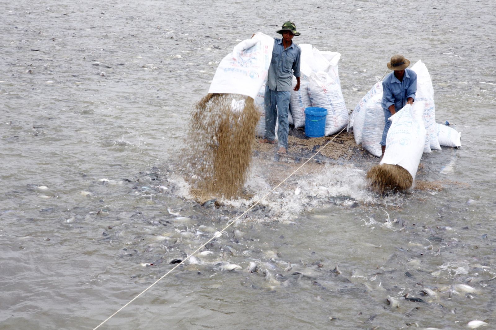 chat cam trong thuy san