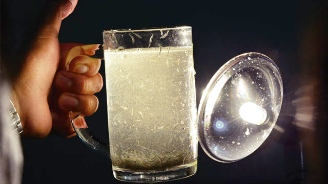 sản xuất tôm giống, tôm giống, thủy sản, nuôi tôm, tôm giống chất lượng,