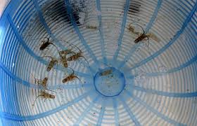 chất lượng tôm hùm giống