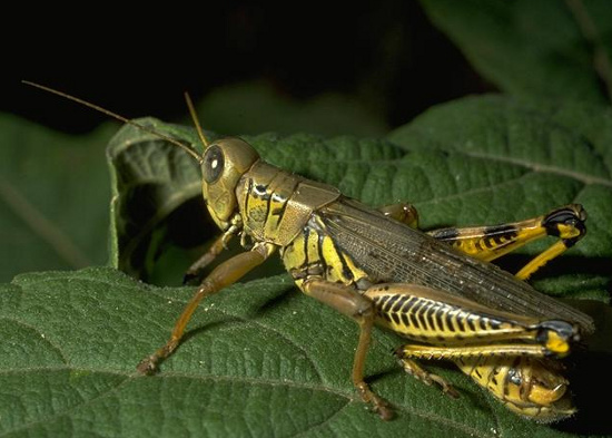 sự thật về động vật