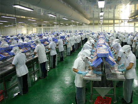 chế biến cá tra