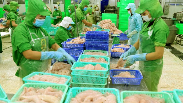 Khó khăn xuất khẩu cá tra ở các thị trường truyền thống