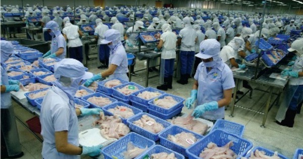 Cá tra vào Mỹ sợ bị trả về