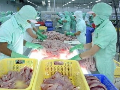 Chế biến cá tra xuất khẩu