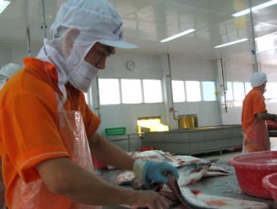 Chế biến cá tra tại một nhà máy. Ảnh: Thái Hằng.
