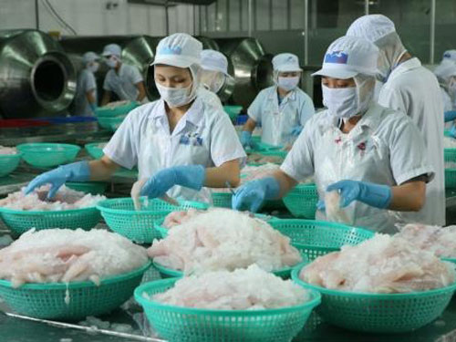 Chế biến cá tra