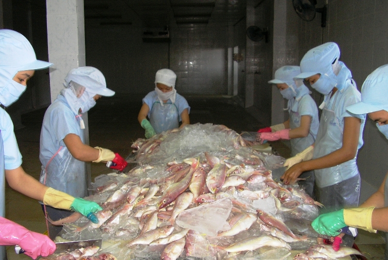 chế biến cá