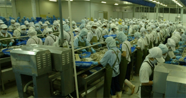 chế biến tôm Thuận Phước