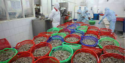 Chế biến tôm thẻ