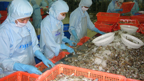Chế biến tôm xuất khẩu