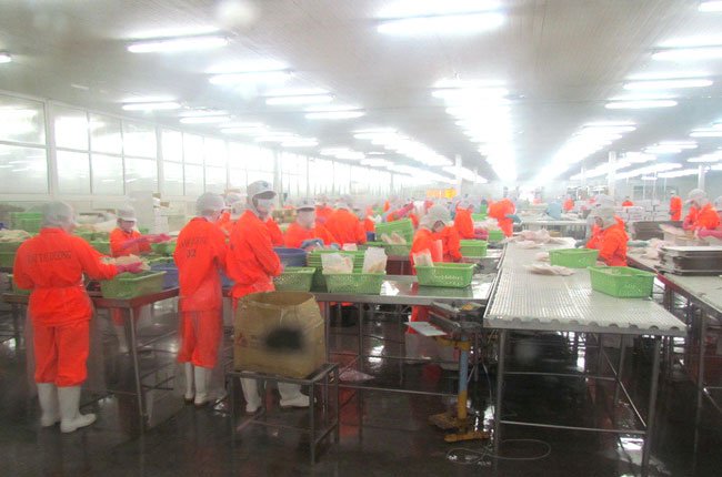 chế biến cá tra Cần Thơ