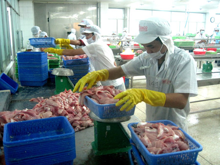 Chế biến cá tra xuất khẩu