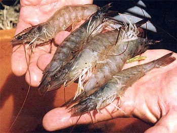 tôm thẻ chân trắng