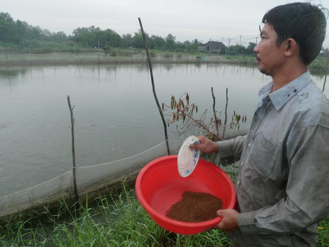 cho cá Koi ăn