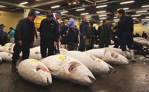 chợ cá Tsukiji