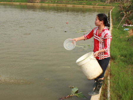 cho cá ăn
