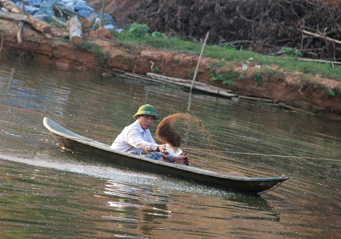 cho cá ăn