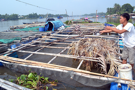 cho cá chẽm ăn