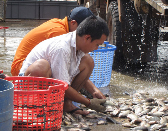 chợ cá đầu mối