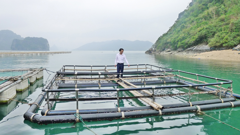 Phương pháp cho cá lồng ăn