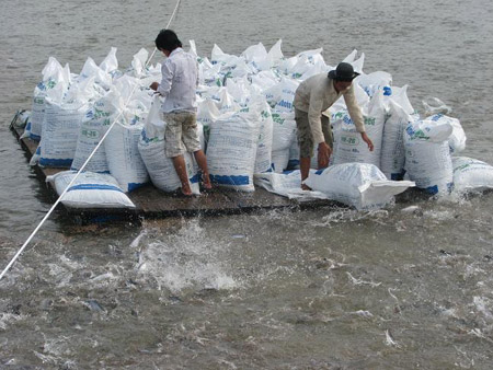 cho cá tra ăn thức ăn