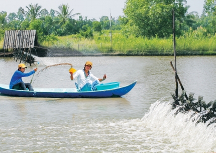 cho tôm ăn ao nuôi thâm canh
