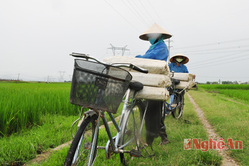 chở trúm bắt lươn