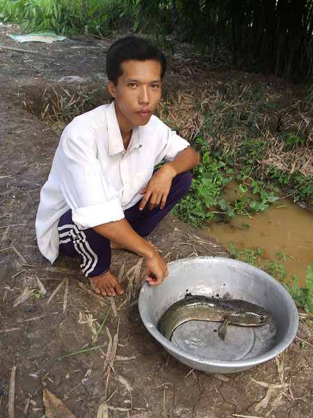 chọn cá lóc giống