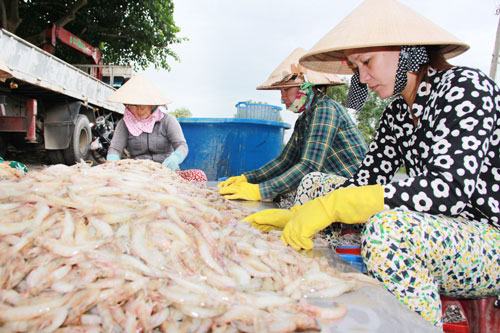 lựa tôm