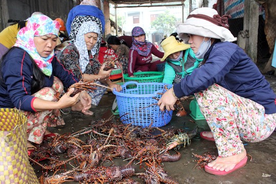 chọn mua tôm hùm