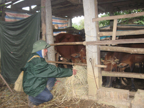 chống rét cho gia súc