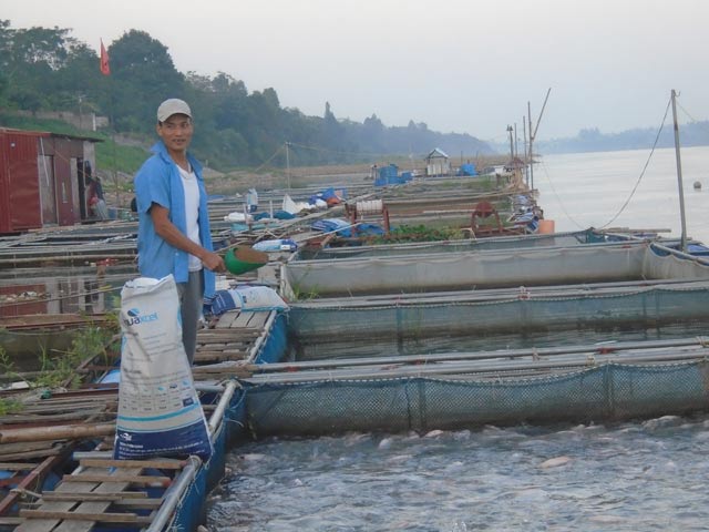 chuẩn bị thức ăn cho cá