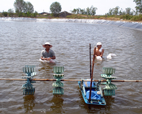 chuẩn bị vụ tôm