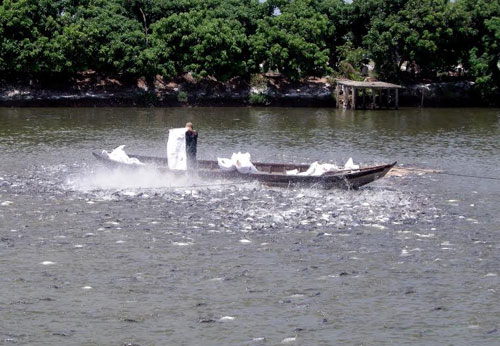 chứng nhận VietGAP thủy sản