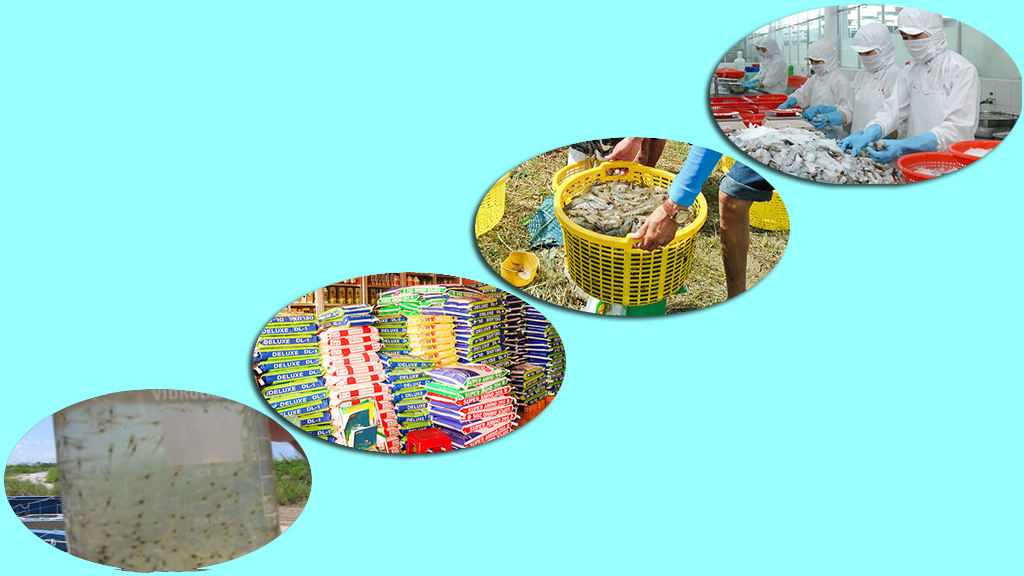 Nhiều rào cản trong liên kết chuỗi giá trị con tôm